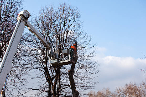 Best Hazardous Tree Removal  in Pennville, PA