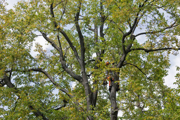 Best Root Management and Removal  in Pennville, PA